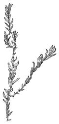 Fissidens waiensis, habit sterile shoot. Drawn from holotype, A.E. Wright 19093, AK 201263.
 Image: R.C. Wagstaff © Landcare Research 2014 